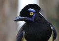 Plush-crested Jay Face Royalty Free Stock Photo