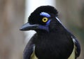 Plush-crested Jay Face