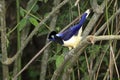 Plush-crested jay, Urraca de cresta alborotad Royalty Free Stock Photo