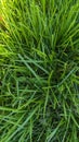 Plush Green Mowed Lawn Grass Royalty Free Stock Photo