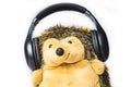 Plush hedgehog in the headphones. soft toy on a white background