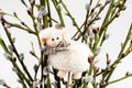 Plush lamb Royalty Free Stock Photo