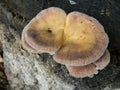 Plush mushroom on a stump (Panus rudis)