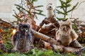 Plush owls and pine branches decoration on roof of a kiosk at Christmas market - Weihnachtsmarkt - in Stuttgart, Germany