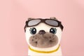 Plush soft light beige pug dog toy with sunglasses and gold collar isolated on pink background. Portrait, muzzle of dog toy