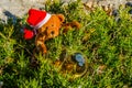 Plush Teddy bear with single malt whisky in glass on the plants Royalty Free Stock Photo