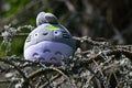 Plush toy creature Totoro from cult Japanese anime movie My Neighbor Totoron