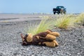 Plush toy dog thrown away