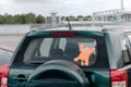 Plush toy on the rear window of the car Royalty Free Stock Photo