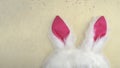 Plushy toy bunny rabbit ears. Happy easter Royalty Free Stock Photo