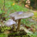 Pluteus cervinus mushroom