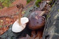 Pluteus cervinus mushroom
