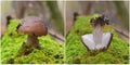 Pluteus cervinus mushroom Royalty Free Stock Photo