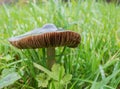 Pluteus cervinus or deer mushroom