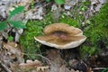 Pluteus cervinus, an edible mushroom