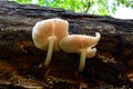 Pluteus cervinus mushroom Royalty Free Stock Photo