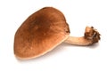 Pluteus cervinus mushroom