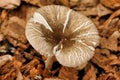 Pluteus Diettrichii Royalty Free Stock Photo