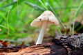 Pluteus mushroom Royalty Free Stock Photo