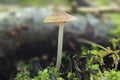 The Pluteus nanus is an inedible mushroom