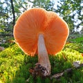 Pluteus pellitus mushroom Royalty Free Stock Photo