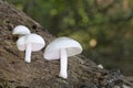 Pluteus pellitus is a species of fungus belonging to the family Pluteaceae.It has almost cosmopolitan distribution Royalty Free Stock Photo