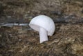 Pluteus pellitus is a species of fungus belonging to the family Pluteaceae.It has almost cosmopolitan distribution Royalty Free Stock Photo