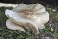 The Pluteus petasatus is an inedible mushroom