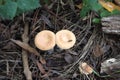 Pluteus romellii or Goldleaf Shield mushroom in a botanic garden