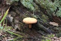 Pluteus romellii or Goldleaf Shield mushroom in a botanic garden