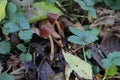 Pluteus romellii or Goldleaf Shield mushroom in a botanic garden