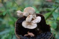 Pluteus romellii or Goldleaf Shield mushroom in a botanic garden