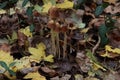 Pluteus romellii or Goldleaf Shield mushroom in a botanic garden