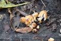 Pluteus romellii or Goldleaf Shield mushroom in a botanic garden