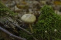 The Pluteus romellii is an inedible mushroom , an intresting photo