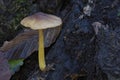 The Pluteus romellii is an inedible mushroom
