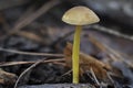 The Pluteus romellii is an inedible mushroom