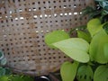 Plutonium leaf on top of weave bamboo.