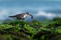 Pluvialis squatarola - Grey Plover on the seaside