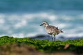 Pluvialis squatarola - Grey Plover on the seaside