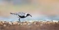 Pluvialis squatarola little pale plover searches for food and flips clams