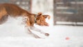 Plying fetch with Hungarian Vizsla Royalty Free Stock Photo