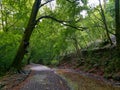 Plym Bridge Disused canal River Plym Royalty Free Stock Photo