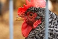 Plymouth Barred Rocks Chicken Head Close-up