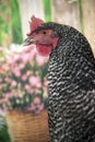 Plymouth Rock barred hen chicken closeup portrait spring flowers in bloom Royalty Free Stock Photo