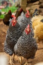 Three Plymouth Rock Chickens Running