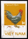 Plymouth Rock rooster, series Chicken Breeds, circa 1985