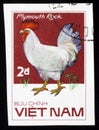 Plymouth Rock rooster, series Chicken Breeds, circa 1985