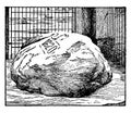 Plymouth Rock,vintage illustration