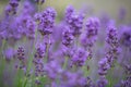 Fragrant english lavender in bloom